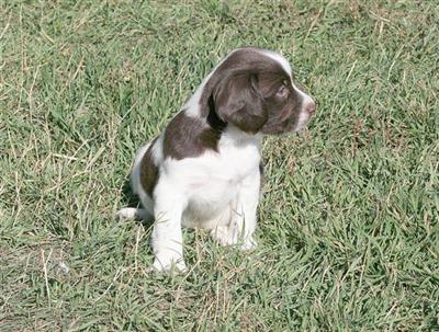 English Springer Spaniels--Field-Bred Pups