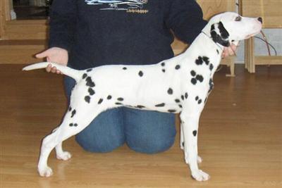 Canadian Kennel Club Regd Male Dalmatian
