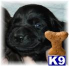 AKC Black Labrador Puppies Champion Hunters
