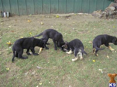 AKC registered German Shepherd pups