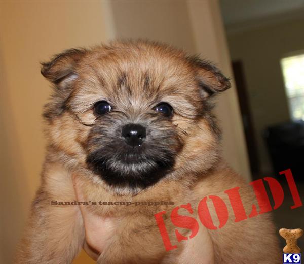 teacup yorkie pomeranian mix for sale document moved teacup yorkie pomeranian mix for sale document moved