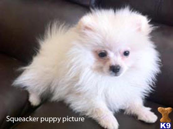 teapot pomeranian teacup pomeranian puppies cake ideas and designs teapot pomeranian teacup pomeranian puppies cake ideas and designs