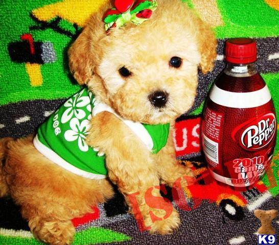 CUTE  TINY MALTIPOO PUPPIES
