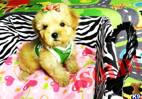 TINY  CUTE MALTIPOO PUPPIES