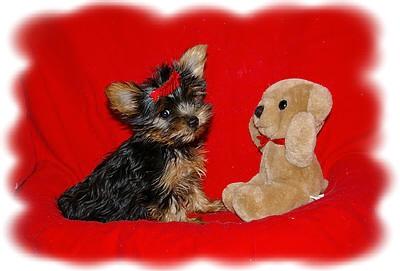 LITTLE ERMA -- shes a tiny little Yorkie girl -- TEACUP