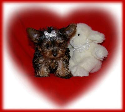 TWO SISTERS -- AS CUTE AS THEY CAN BE -- TEACUP SIZE  ADORABLE