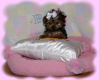 FANCY -- OUR TINIEST LITTLE TEACUP -- 