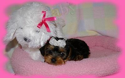 HANA -- our little girl Yorkie -- excellent Personality