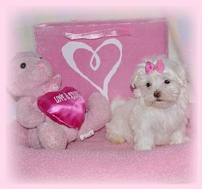 EDIE -- our little TEACUP MALTESE girl -- a sweetheart