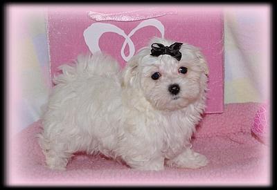 JACKIE -  our little Maltese girl -- perfect lap puppy