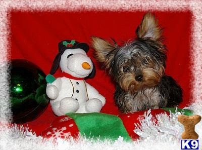 Male  Yorkie Puppies  - start at $600-- some are very tiny TEACUPS - Starting at $1000