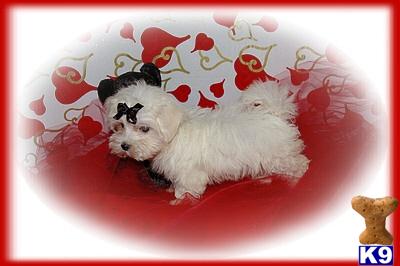 MALTESE BABIES -$500 and up - BOYS/ GIRLS AND SOME ARE TINY TEACUPS