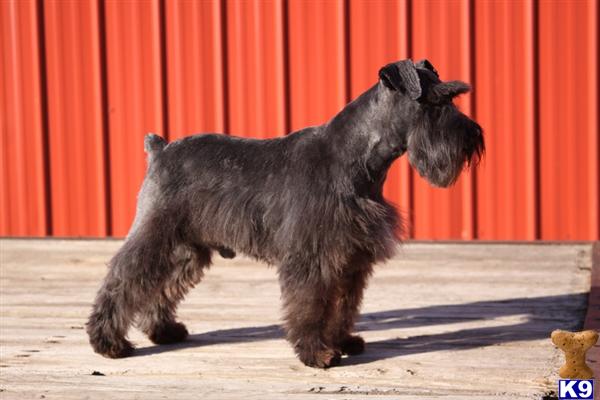 Fritz