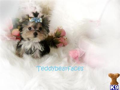 Tiny Micro T-cup Morkie Mickey 
