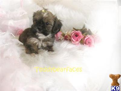 Louie Shorkie