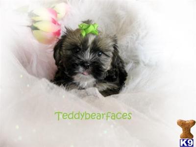 Ryder Shorkie