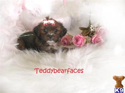 Tiny Cocoa Shorkie