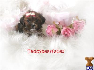 Tiny Cocoa SHorkie