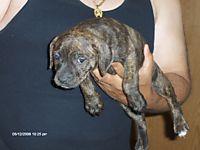 ADBA Reg. American Pit Bull Terrier  1 Female Brindle