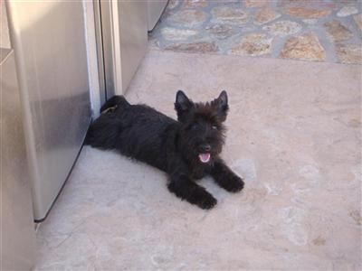 AKC Black Female Scottie