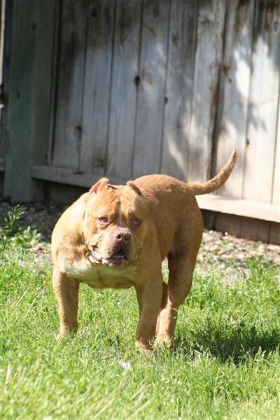 Teodcallis N 530 Pits Bay Bullyz Red Alert  ET