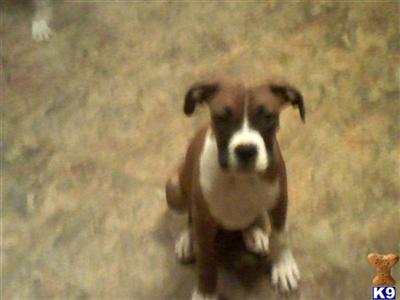 Boxer Puppies for Sell