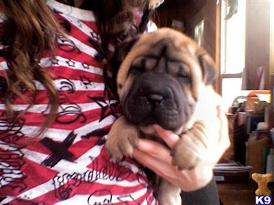 Shar Pei Puppies. Unregistered. We have four.  Tan and Black