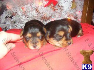 Puppies are here