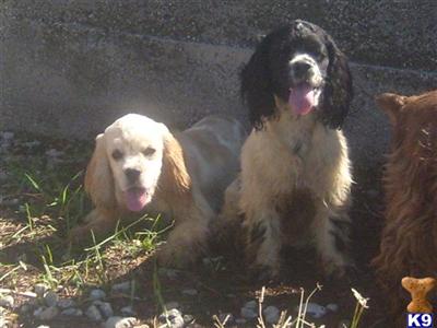 Cocker Pups in need of a home.