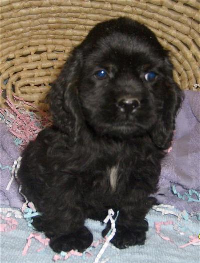 Timmy ACA REG.