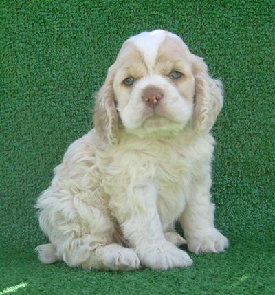 Brice AKC Male Full Reg.