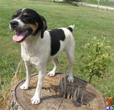 Rat Spaniels Zinky Female Available