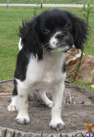 ChinOkers or Japanese ShiShi Spaniels Cocker/Chin Cross