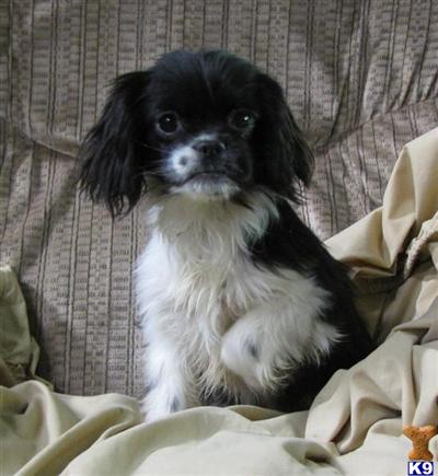 ChinOkers or Japanese ShiShi Spaniels Cocker/Chin Cross
