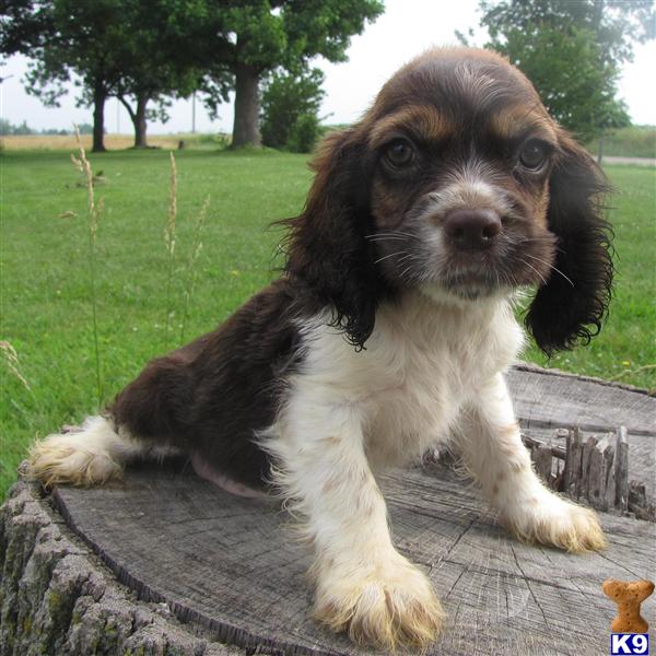 Cocker Spaniel Pups FULL AKC REG