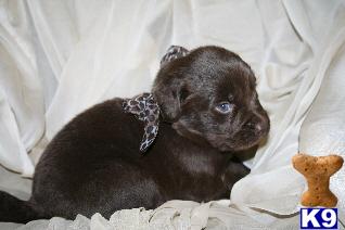 AKC NEWFOUNDLAND PUPPIES