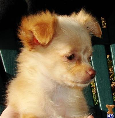 Honey Girl Long Hair Chihuahua