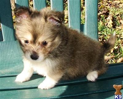 Chia-Pom SUPER cute balls of Fur 1/2 Pomeranian