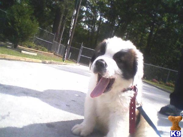 St Bernand puppy-Boy WHY