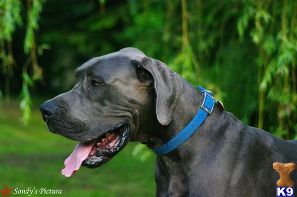 Sir Duke of Earl