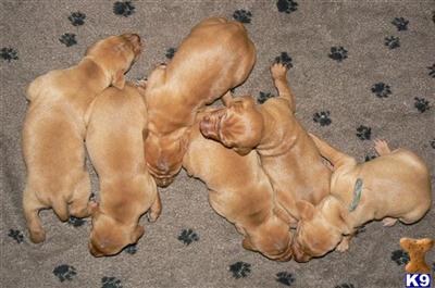 3 MALE AND 3 FEMALE VIZSLA PUPPIES BOCA RATON FLORIDA BORN 11/16/08 READY 01/11/09.