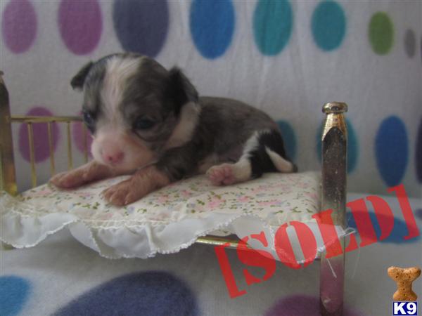 ~LONG COAT BLUE MERLE CHIHUAHUA PUPPIES AVAILABLE NOW~ 