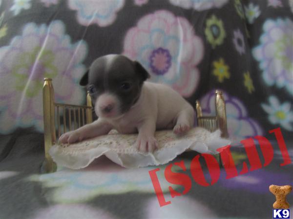 ~SHORT HAIRED BLUE CHIHUAHUA AVAILABLE NOW~