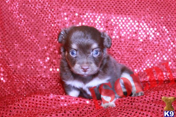 ~CKC GORGEOUS LONCOAT CHIHUAHUA READY NOW~
