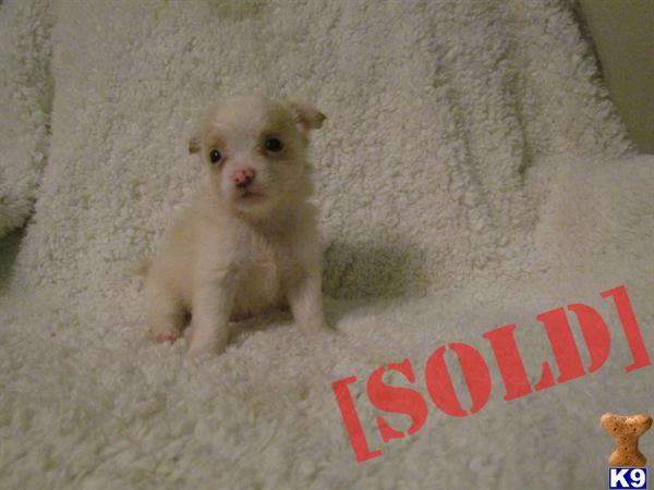 ~CKC LONG COAT TOY CHIHUAHUA PUPPIES READY NOW~