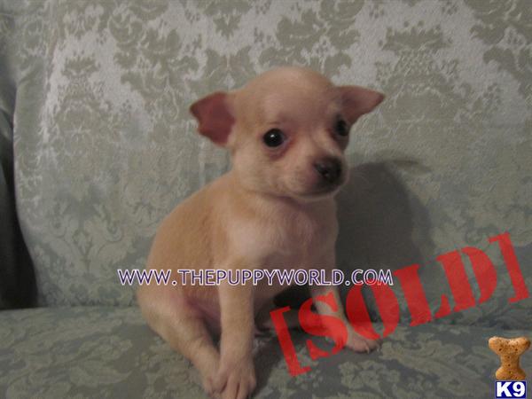 ~CKC GORGEOUS TOY CHIHUAHUA PUPPIES READY NOW~
