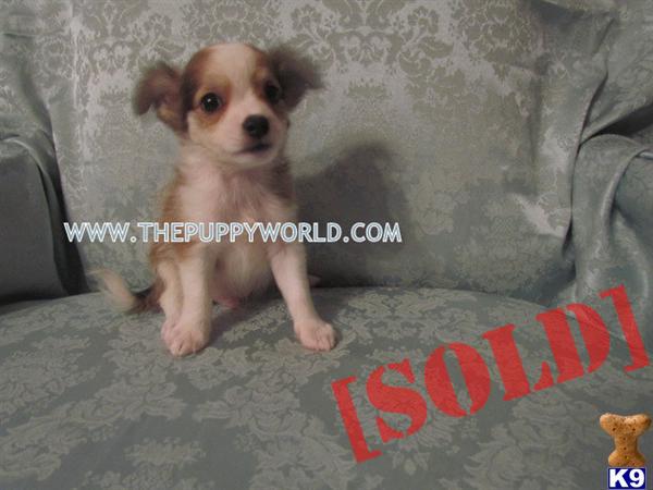 ~CKC LONG HAIRED OY CHIHUAHUA PUPPIES READY NOW~