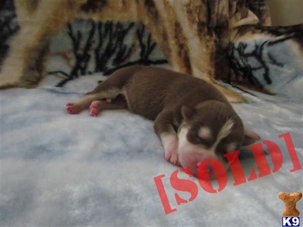 AKC REG GORGEOUS SIBERIAN HUSKY PUPPIES~