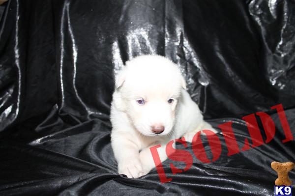 ~AKC GORGEOUS SIBERIAN HUSKY PUPPIES AVAILABLE NOW~