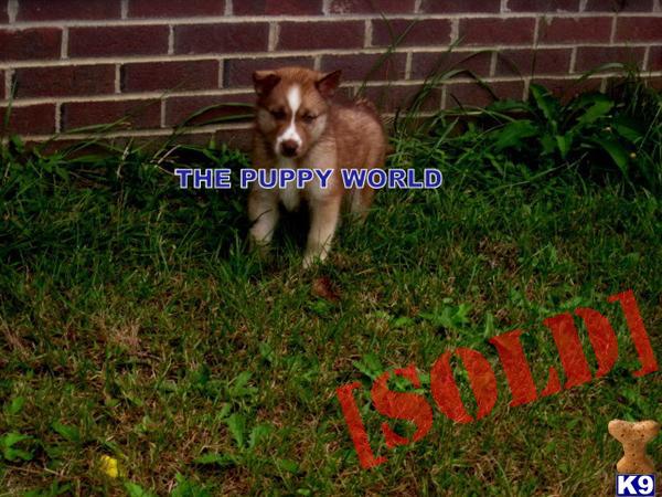 pugs for sale in charleston sc pomsky puppies in south carolina breeds picture pugs for sale in charleston sc pomsky puppies in south carolina breeds picture